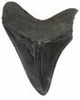 Large, Fossil Megalodon Tooth #56825-1